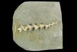 Archimedes Screw Bryozoan Fossil - Illinois #129633-1